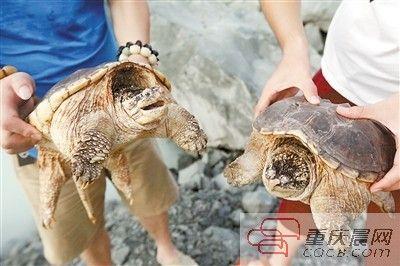 楊先生買來的鱷龜有很強的攻擊性。見習(xí)記者 雷鍵 攝