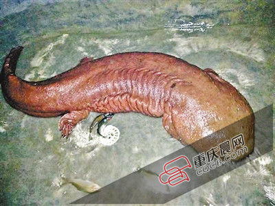 巫山抱龍鎮(zhèn)的超級娃娃魚。