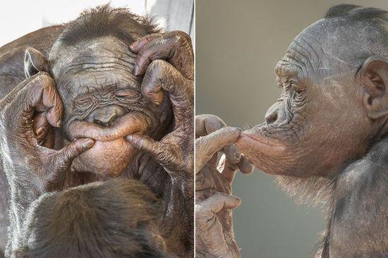 黑猩猩擺各種姿勢拍照。