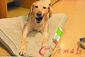 機智的導盲犬尤蘭達。