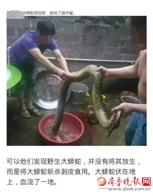 兩兄弟抓野生大蟒燉湯網上曬照 報應來了(圖)