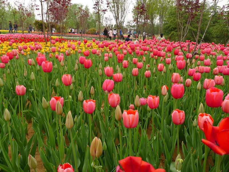 粽子節(jié)遇上兒童節(jié)，你想好去哪了么？