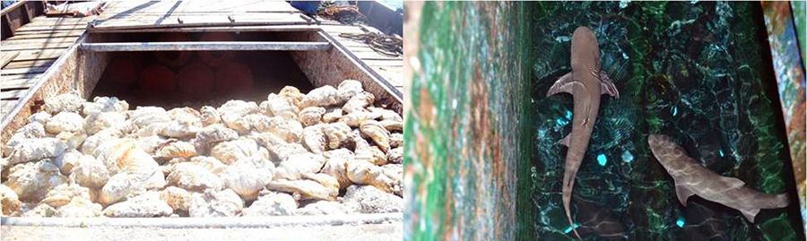 圖為菲律賓海軍持槍檢查中國(guó)漁民的照片。