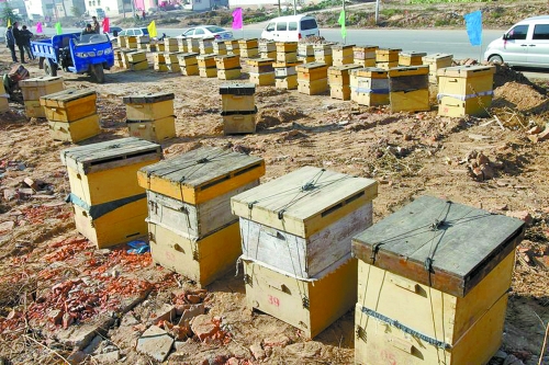 這些蜜蜂箱沿路依次擺放,綿延近千米。