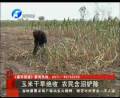 玉米干旱絕收 農民含淚鏟除