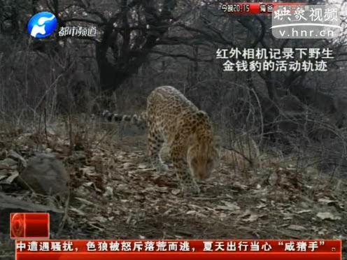 萌萌噠！濟(jì)源首次拍到金錢豹