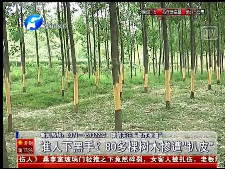 80多棵樹(shù)被“扒皮” 誰(shuí)痛下黑手？
