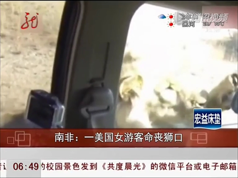 開(kāi)車(chē)窗給獅子拍照 女游客被一口咬住瞬間喪命