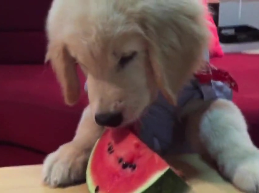 超萌金毛啃西瓜！夏天來(lái)了汪星人也要消暑??！
