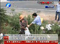 泌陽(yáng)哄搶蘋果村民三人被拘