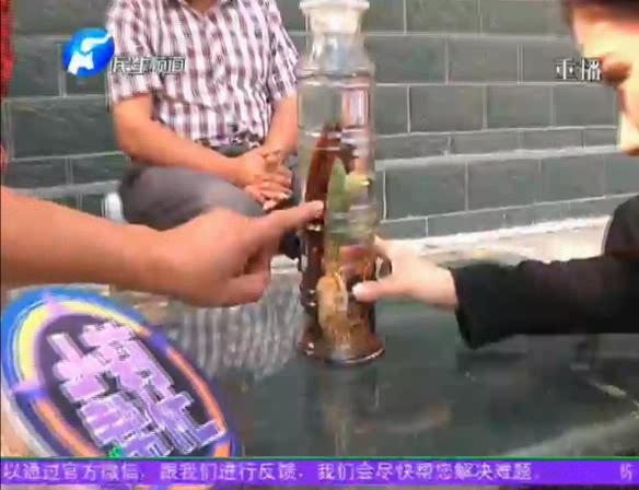 神奇！泡酒人參發(fā)芽長樹葉