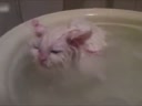 喜歡在盆里暖浴喵咪！這貨太懶了