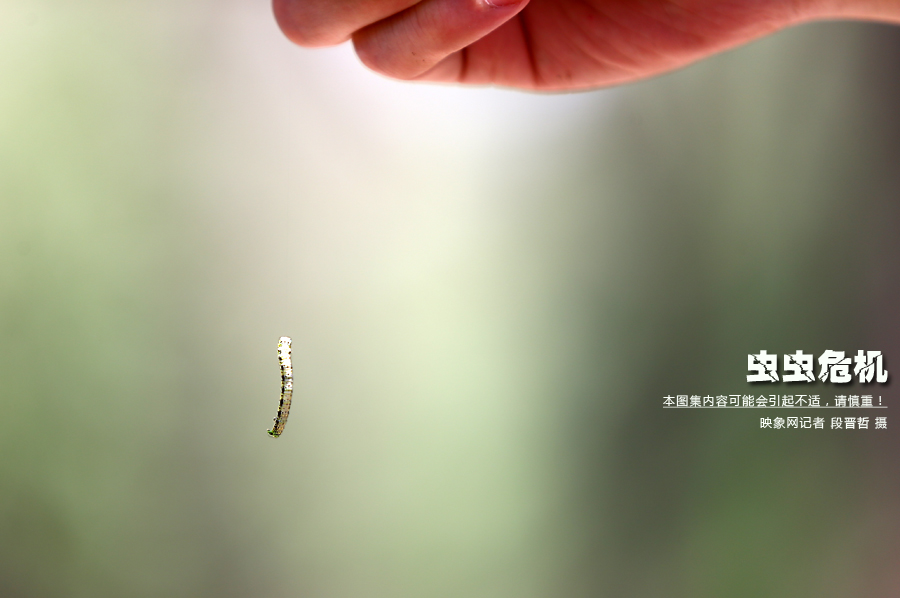 當(dāng)小蟲子從樹上垂絲而下懸在半空中時(shí)，給路上的行人帶來(lái)諸多不便