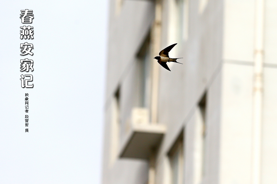 為了愛(ài)巢，每天奔波在樓宇間不斷努力